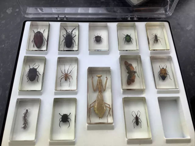 Insects / Bugs in Resin Collection of 13 In a Plastic Presentation Case Science
