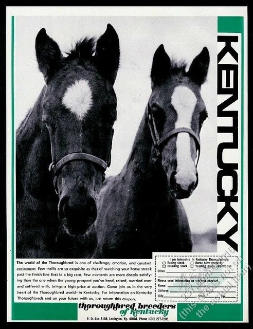 1972 race horse photo Thoroughbred Breeders of Kentucky vintage print ad