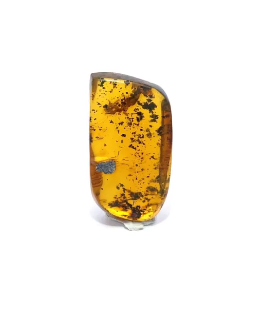 Amber with Insects from Chiapas, Mexico