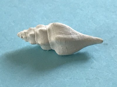 12,5x11x10cm Gastéropode STROMBUS CORONATUS du Pliocène d'Italie 