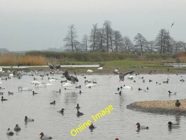 Photo 6x4 Wildfowl at Slimbridge Shepherd's Patch Swans, geese and ducks  c2012