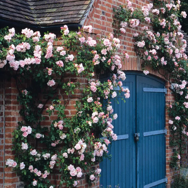 Climbing Rose Shrub Flower Garden Summer Light Pink Plant-"Albertine" Bare Roots