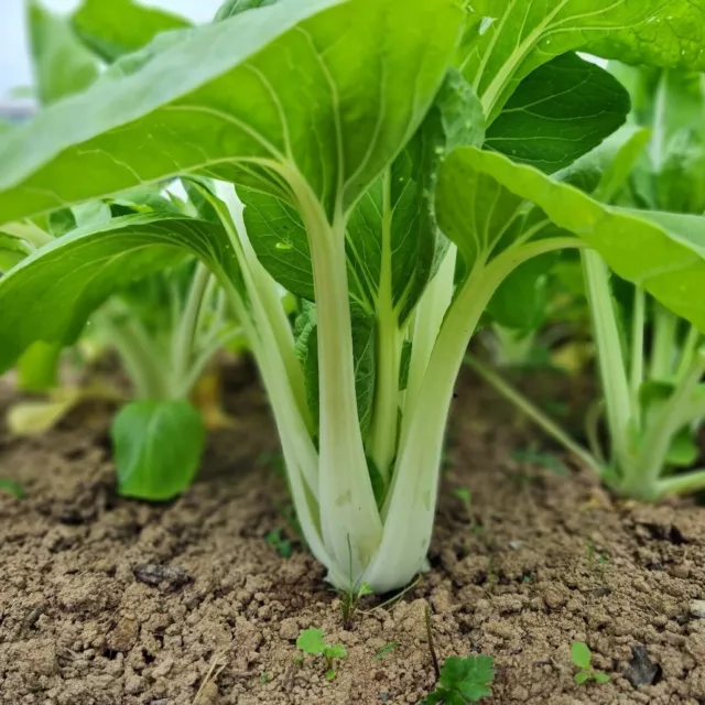 Pak Choi 100 Graines Cuisine Asie Légumes Verts Plante Potager