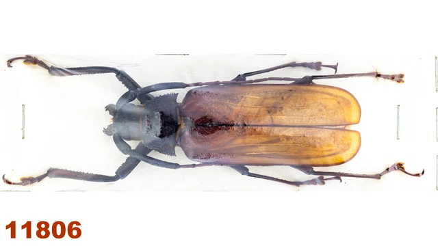 Cerambycidae: Macrotoma sp.   A2, 70 mm, 1 pc
