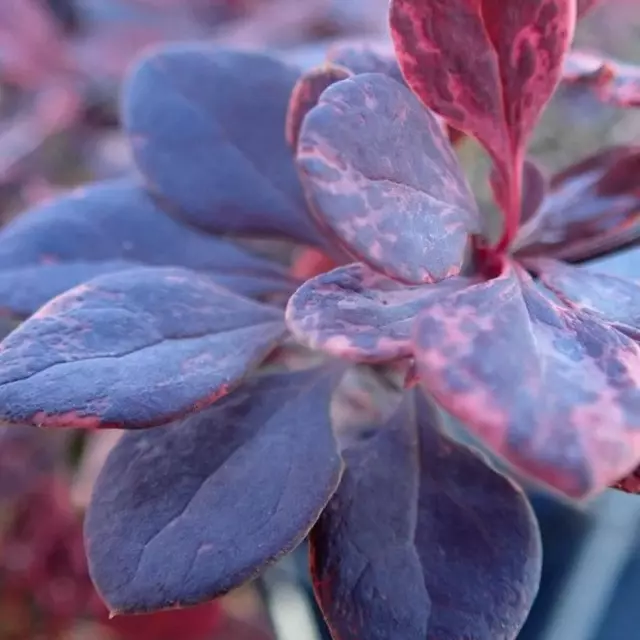 Berberis 'Flamingo' Barberry Deciduous Hardy Upright Shrub Plant | 9cm