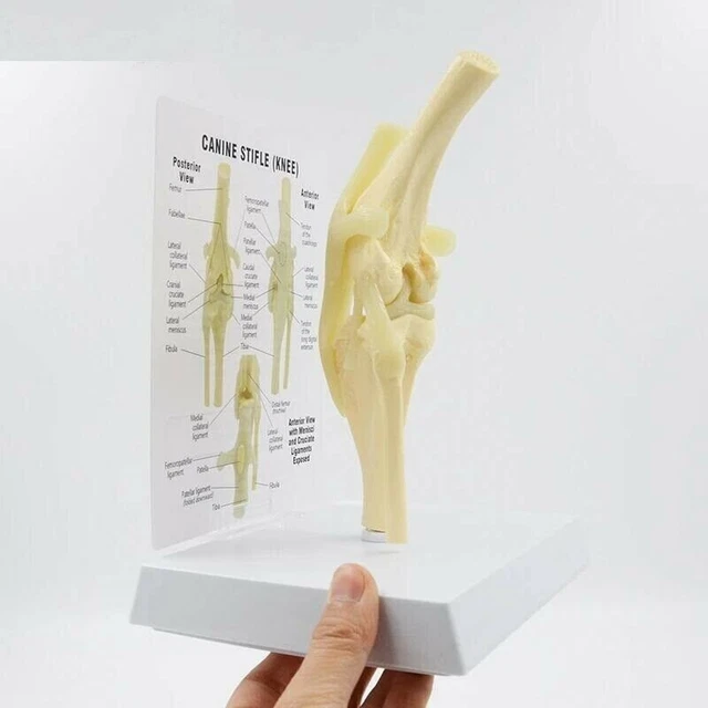 Dog Canine Hip Joint Pelvis Model Veterinary Teaching Pet