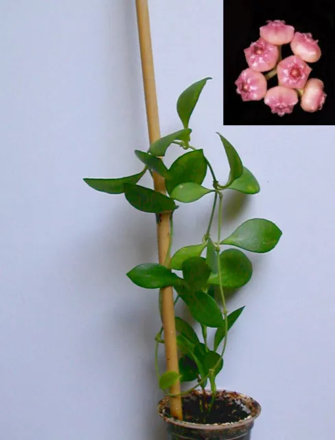 hoya heuschkeliana - bouture racinée / rooted cutting - 50 cm