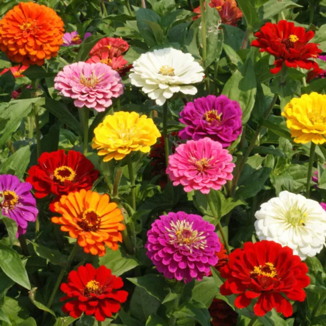 750+ Zinnia California Giant Seeds Non - Gmo Tracking On All Orders Over $16