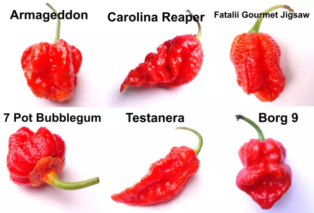 Worlds Hottest Chilli Pepper Seeds - Carolina Reaper + Superhot Chilli Seeds Mix
