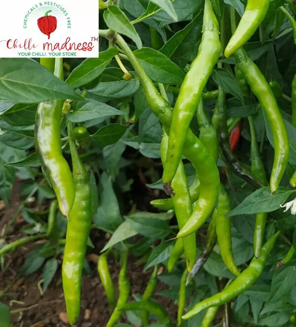 Chilli Bangladeshi Hot Long Green Pepper Sustainably Grown in Australia 10 Seeds