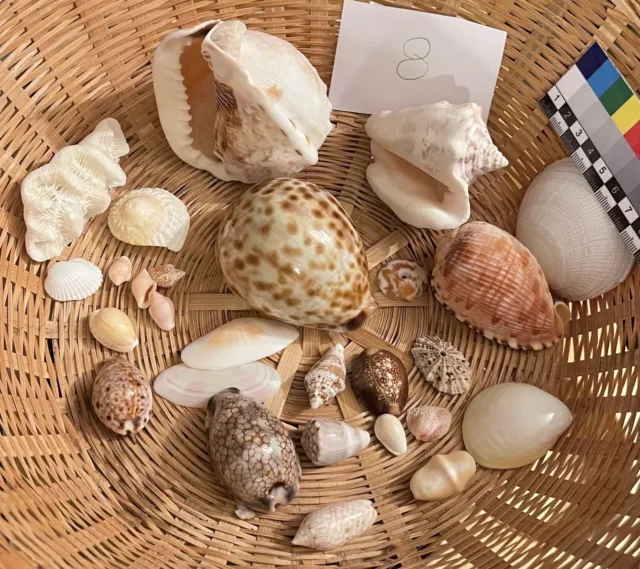 Small Selection Of Beautiful Vintage Sea Shells