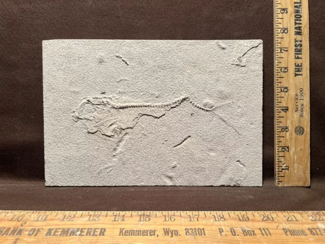 Unprepared Fossil Fish Bargain Piece Green River Formation Wyoming Eocene