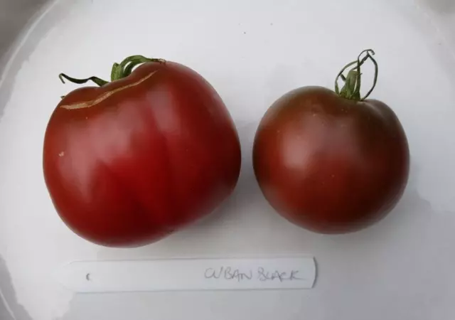 Cuban Black tomato seeds x 20 Russian heirloom