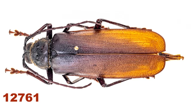 Cerambycidae: Prinobius myardi proksi A1, 44 mm, Pinned, 1 pc