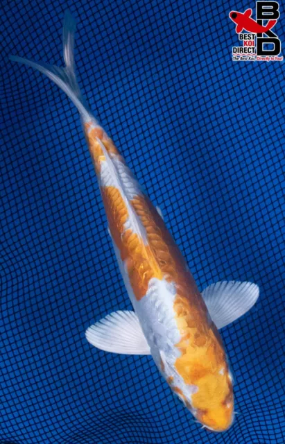 8" KIKUSUI Live Koi Fish Garden Pond Fin BKD T8