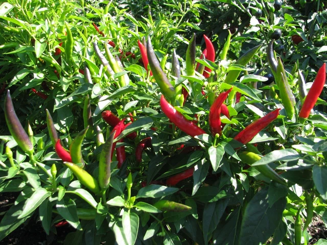 THAI CHILI PRIK Jaew Rote Chilli aus Thailand sehr scharf super ...