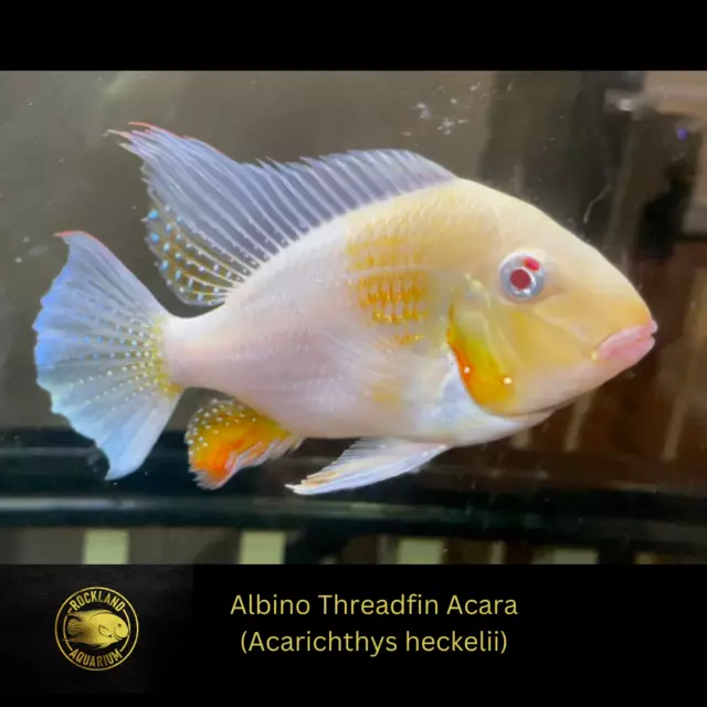Albino Threadfin Acara - Acarichthys heckelii ‘albino - Live Fish (1.5" - 1.75")