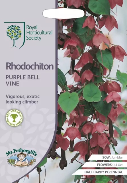 Mr Fothergills -  Flower - RHS Rhodochiton Purple Bell Vine - 15 Seeds