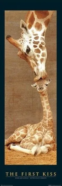 GIRAFFE ~ FIRST KISS ~ 21x62 DOOR SIZE NATURE ANIMAL POSTER ~ NEW/ROLLED