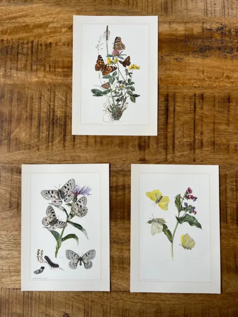3 x  BUTTERFLIES insect print set. Bugs illustrations. Insect Print.