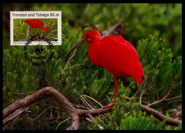 TRINIDAD TOBAGO MK VÖGEL ROTE SILCHER SCARLET IBIS MAXIMUMKARTE MC CM m886