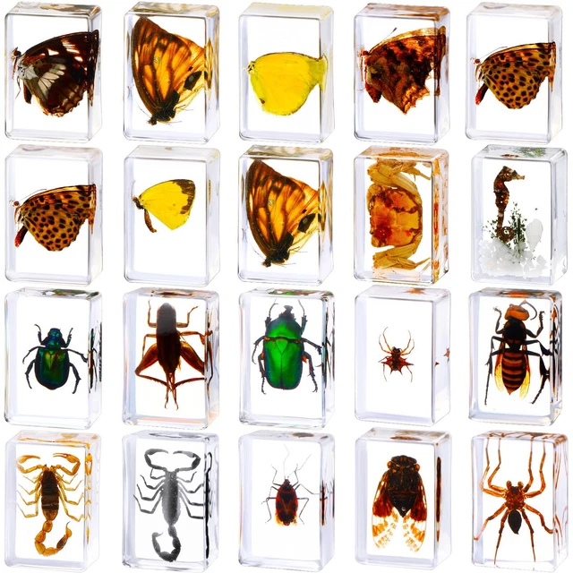 20 Pcs Insect in Resin Bug Preserved Specimen Collection Paperweights Office Men