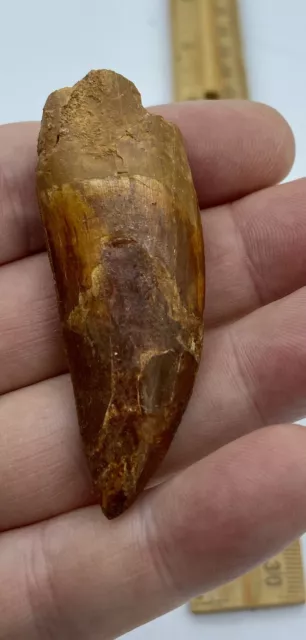 Carcharodontosaurus dinosaur CARCHARODON TOOTH 2 1/2” AKA African TREX T REX #37