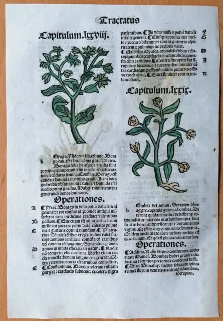 Original Post Inkunabel Hortus Sanitatis Koloriert Borago Venedig 1511