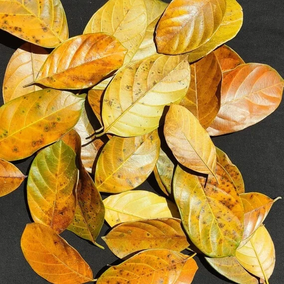 Dried Ceylon Jack Fruit Leaves 50 leaves for Bio Fish Aquarium Organic Natural