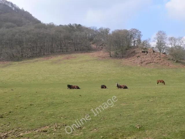 Photo 6x4 Horses grazing below Grinllwm Trefriw WEst of Trefnant c2010