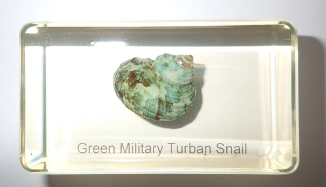 Green Military Turban Snail Shell Name embedded Learning Aid BK2A