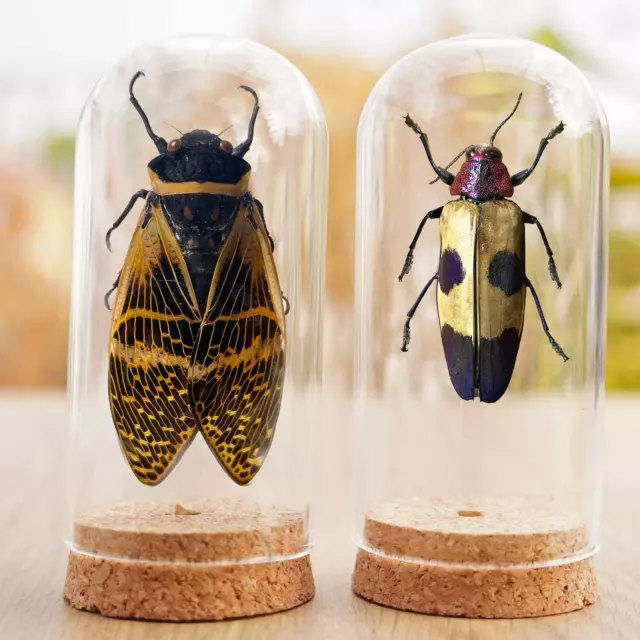 2 Real Dried Cicadas & Beetle Taxidermy Insect Glass Dome Gothic Decor