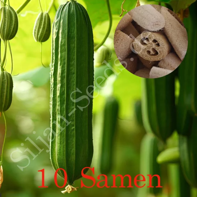 Luffa Schwammgurke 10 Samen Schwammkürbis Luffa cylindrica Rankend Gemüsesamen