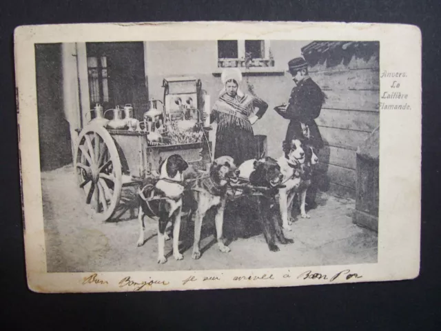 CPA  -  Belgique  -  Anvers  -  La Laitière Flamande  ( attelage canin )  - 1904