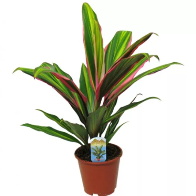 Cordyline fruticosa Kiwi Good Luck Plant for Home or Office (30-40cm with Pot)