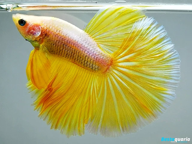 Premium Live Betta Fish l Male Halfmoon Yellow Dragon