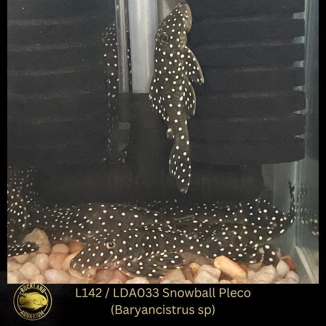 L142 /  LDA033 Snowball Pleco - Baryancistrus sp. Live Fish (One Item) (3" - 4")
