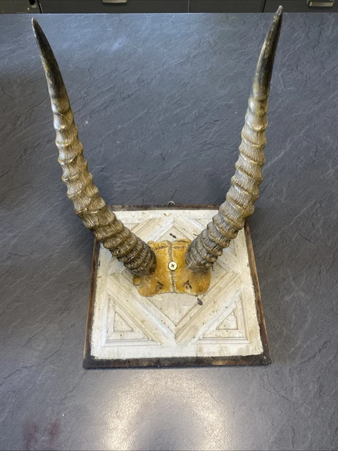 Ancienne Paire De Cornes De Gazelle - Taxidermie Africaine - Décor Art Déco