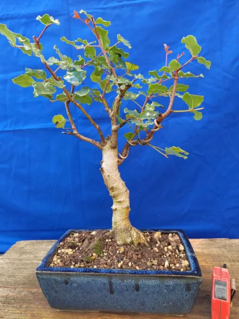 Bonsai De Caroubier H 47 CM Visite Le Magasin