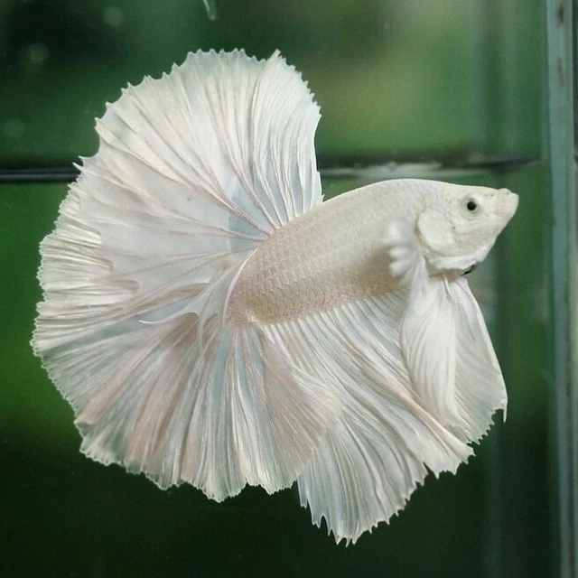 (White) Live Betta Halfmoon Plakat Fish Halfmoon (Male) Siamese Fighting Fish
