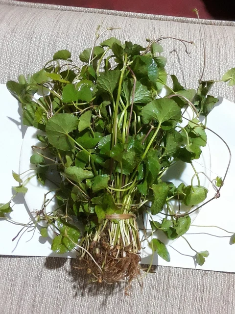 Polvo orgánico gotu kola (Center Assistica) 100 g