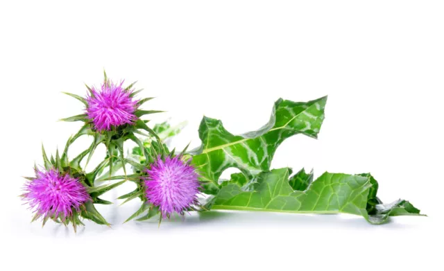 200 Samen Mariendistel Silybum marianum Heilpfanze Wildblume Bienenweide Seeds