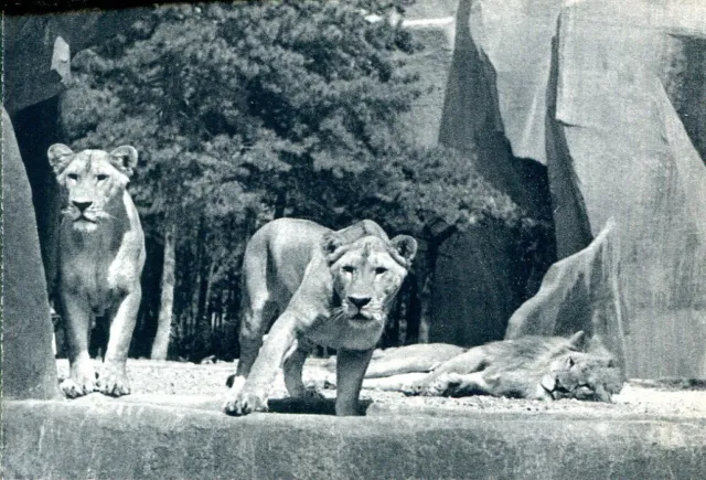 CPA - Parc zoologique de Vincennes - Lion et lionnes sur leur plateau