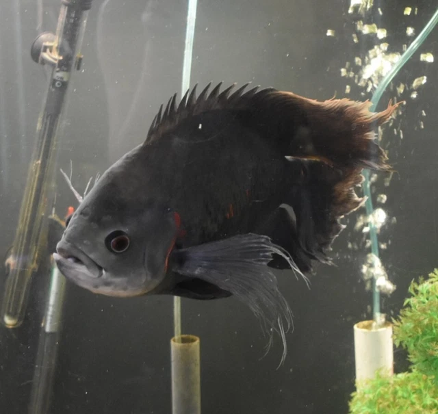 Live Black Longfin Oscar Cichlid (12" Freshwater Aquarium Fish) *PLS READ DESCR*