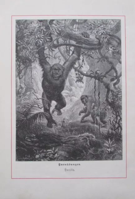 1879 Joseph Wolf TURNÜBUNGEN - GORILLA alter Druck old print