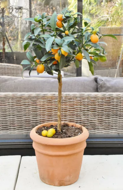 10 Stecklinge vom der Kumquat (Zwergorange) aus Italien