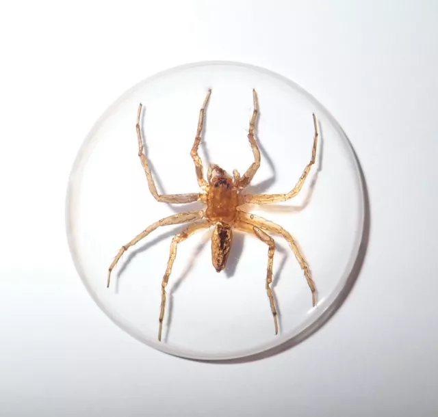 Insect Cabochon Ghost Spider Specimen 35 mm Round clear 5 pieces Lot 2