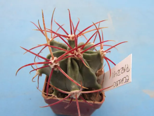 Pianta Artificiale Cactus Mexico - Arte Fiore