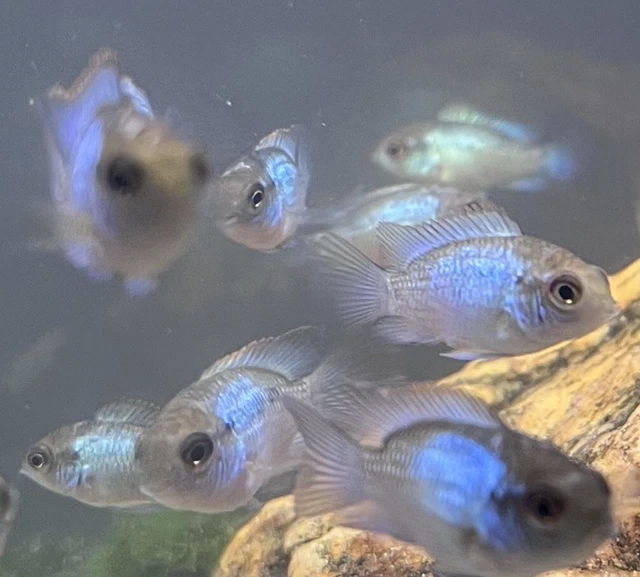 Electric Blue Acara Fry .75” -1.25”