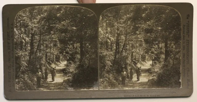 Japan Forest Glade Miyanoshita Foto Stereo P49p1n Vintage Citrat 1901